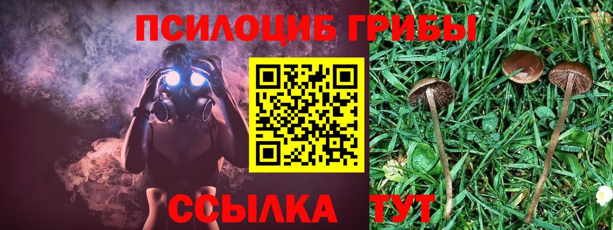 Псилоцибиновые грибы Cubensis Миллерово